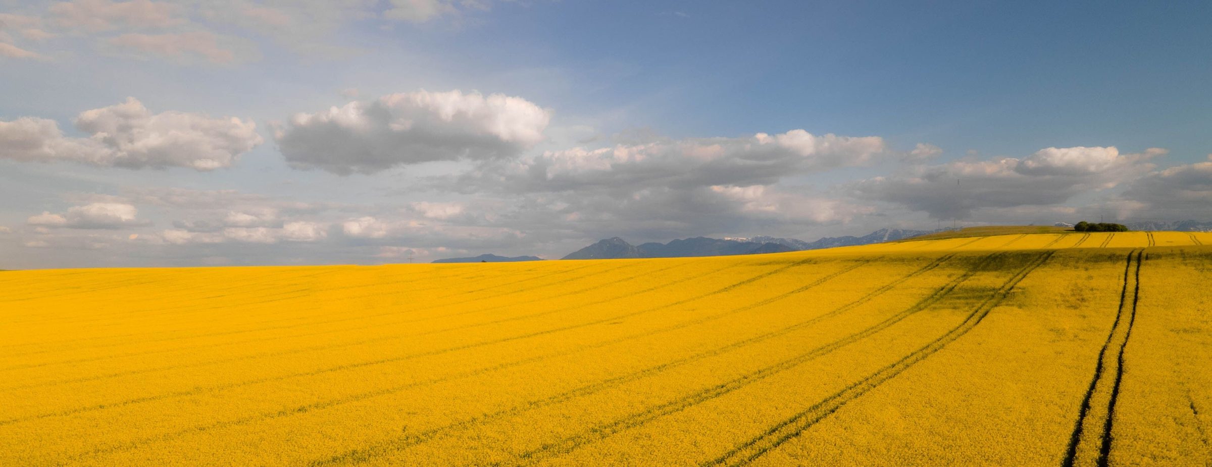 A canola field in bloom under a wide Central Alberta sky